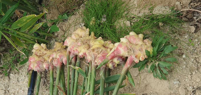 김명수(풍명농장)님의 장터 판매 상품 [원강 .10kg.택배비포함] 첨부 사진