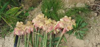 김명수(풍명농장)님의 작성글 사진