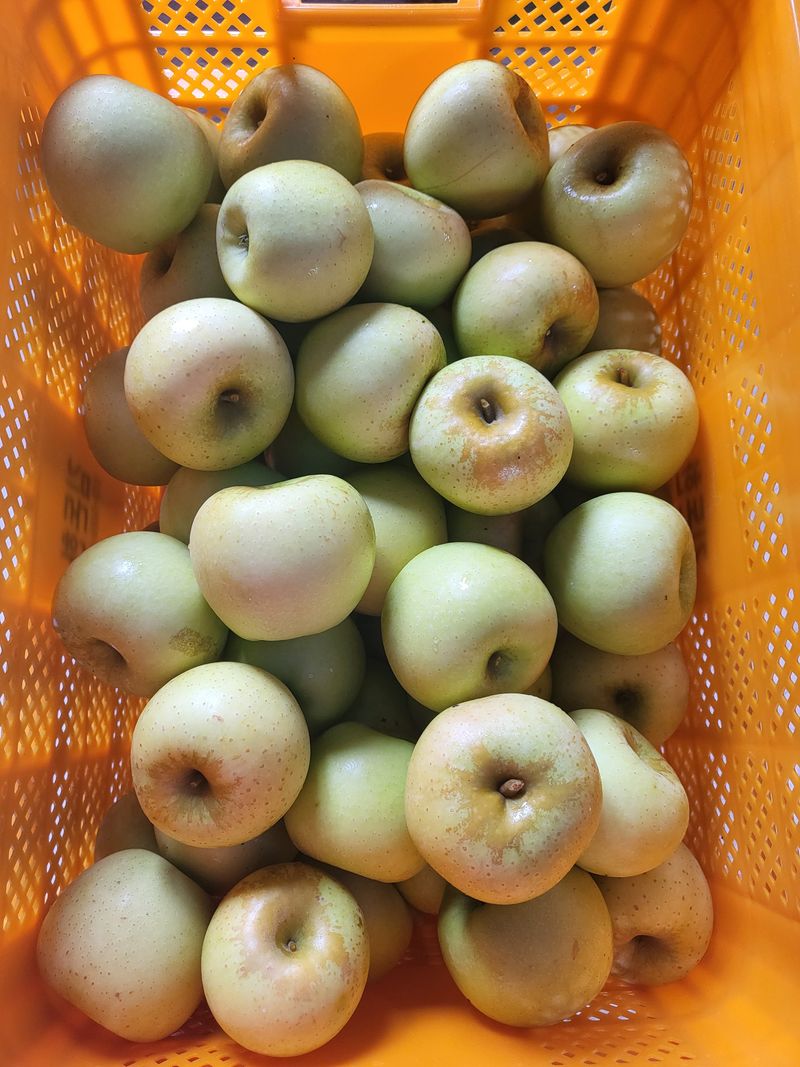 하늘아래사과나무님의 장터 판매 상품 [시나노골드 꼬마 사과 가정용] 첨부 사진