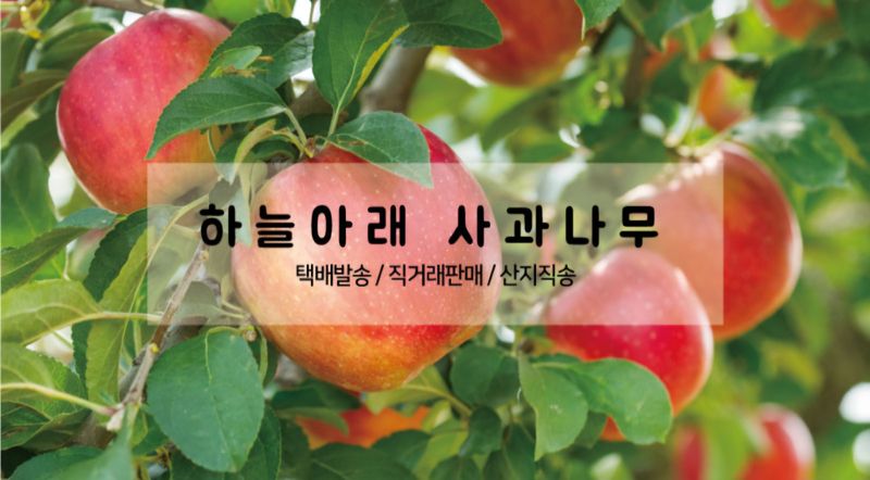 하늘아래사과나무님의 장터 판매 상품 [시나노골드 꼬마 사과 가정용] 첨부 사진