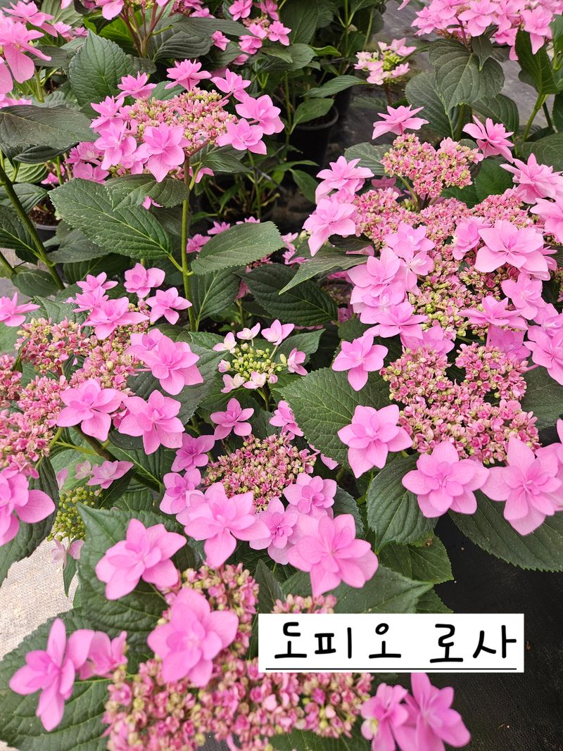 백구수국님의 장터 판매 상품 [도피오누볼라수국(15cm포트)3개] 첨부 사진