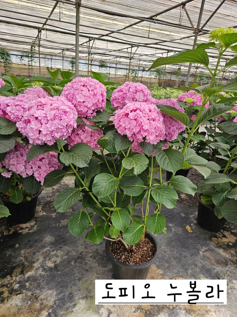 백구수국님의 장터 판매 상품 [도피오누볼라수국(15cm포트)3개] 첨부 사진