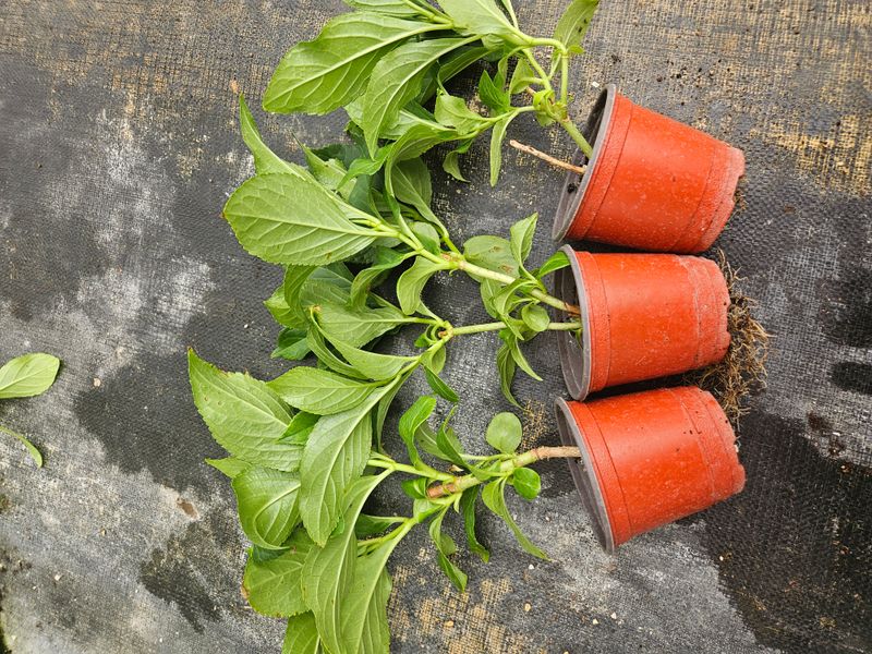 백구수국님의 장터 판매 상품 [도피오누볼라수국(15cm포트)3개] 첨부 사진
