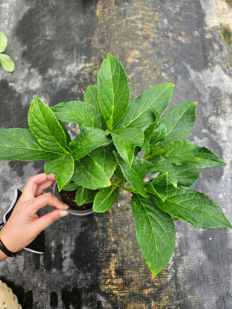 백구수국님의 장터 판매 상품 [도피오누볼라수국(15cm포트)3개] 첨부 사진