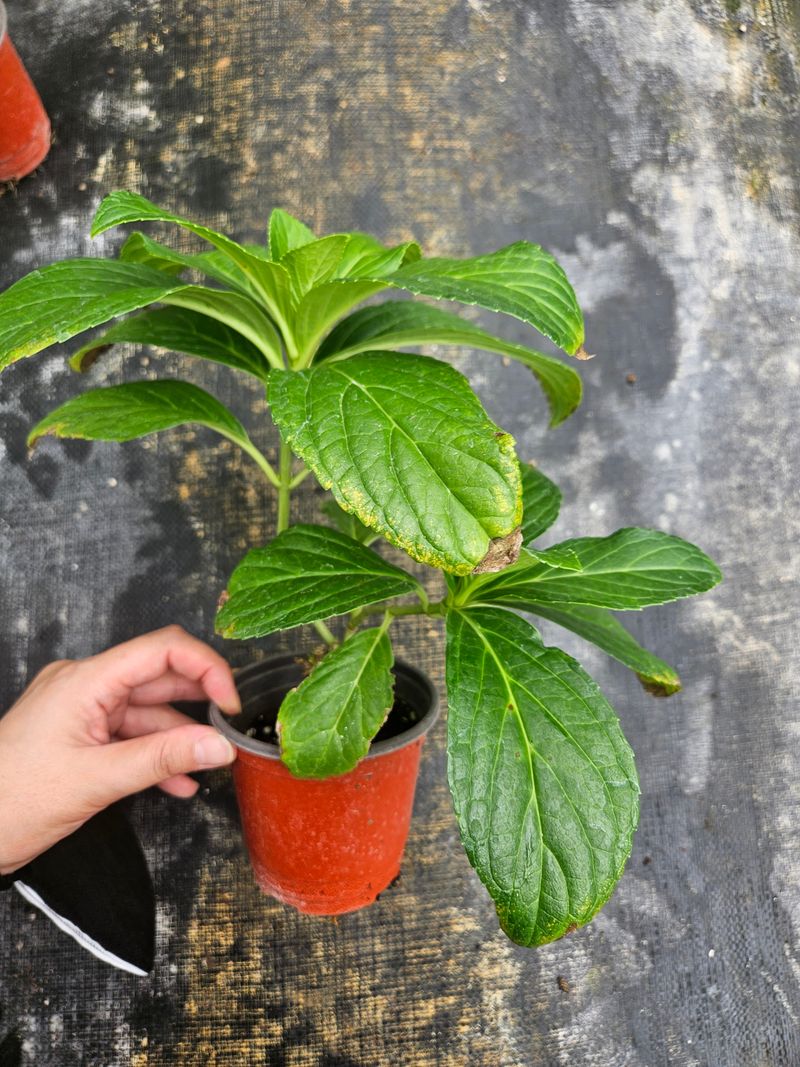 백구수국님의 장터 판매 상품 [도피오누볼라수국(15cm포트)3개] 첨부 사진