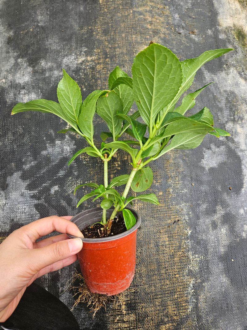 백구수국님의 장터 판매 상품 [도피오누볼라수국(15cm포트)3개] 첨부 사진