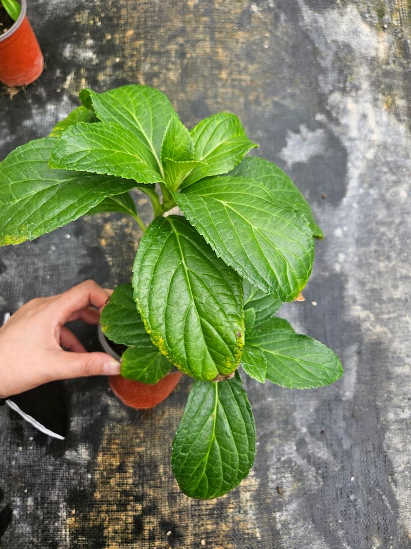 백구수국님의 장터 판매 상품 [도피오누볼라수국(15cm포트)3개] 첨부 사진