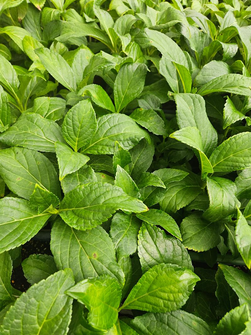 백구수국님의 장터 판매 상품 [도피오누볼라수국(15cm포트)3개] 첨부 사진