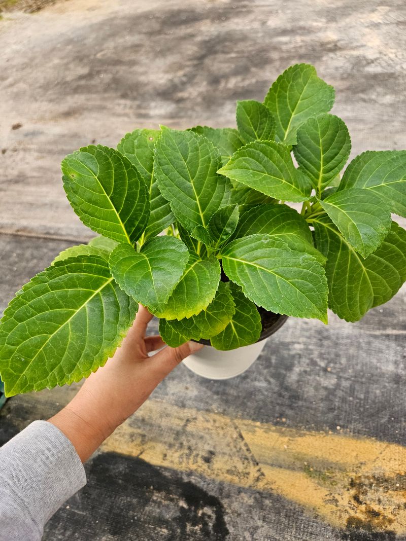 백구수국님의 장터 판매 상품 [도피오누볼라수국(15cm포트)3개] 첨부 사진