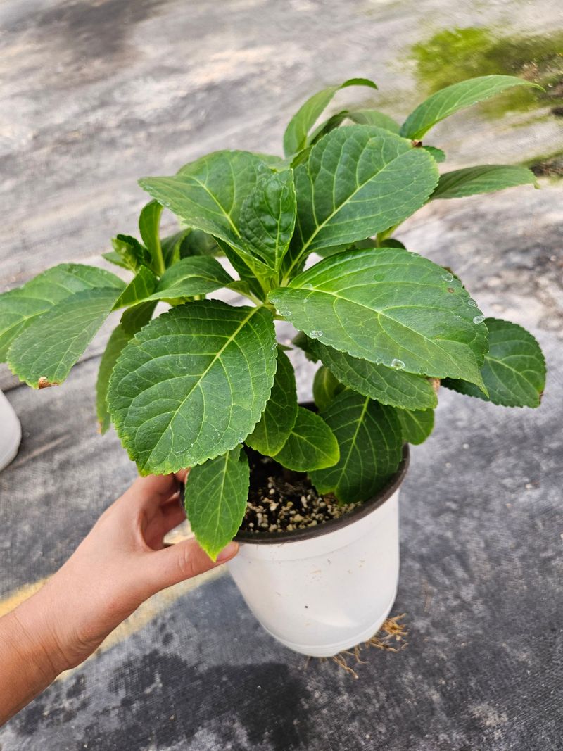 백구수국님의 장터 판매 상품 [도피오누볼라수국(15cm포트)3개] 첨부 사진