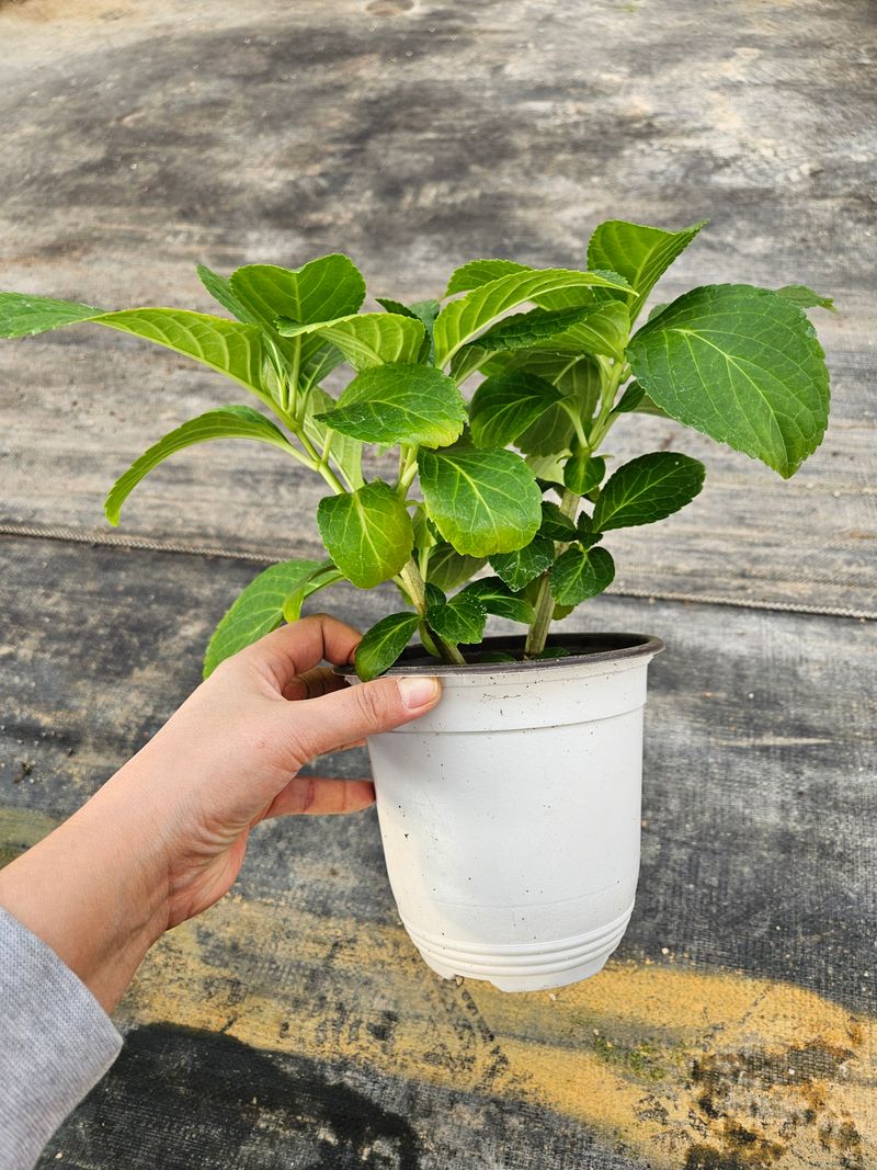 백구수국님의 장터 판매 상품 [도피오누볼라수국(15cm포트)3개] 첨부 사진