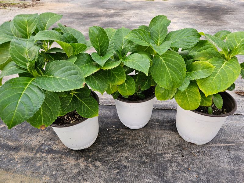 장터 상품 [도피오누볼라수국(15cm포트)3개] 썸네일