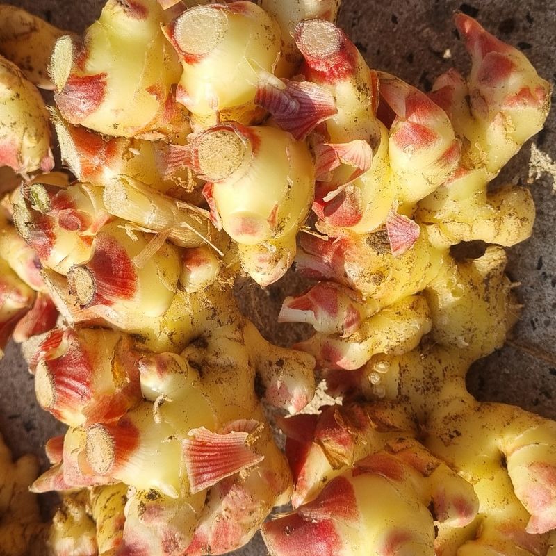 장터 상품 [생강 10kg] 썸네일