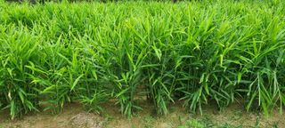 박사원농장님의 작성글 사진