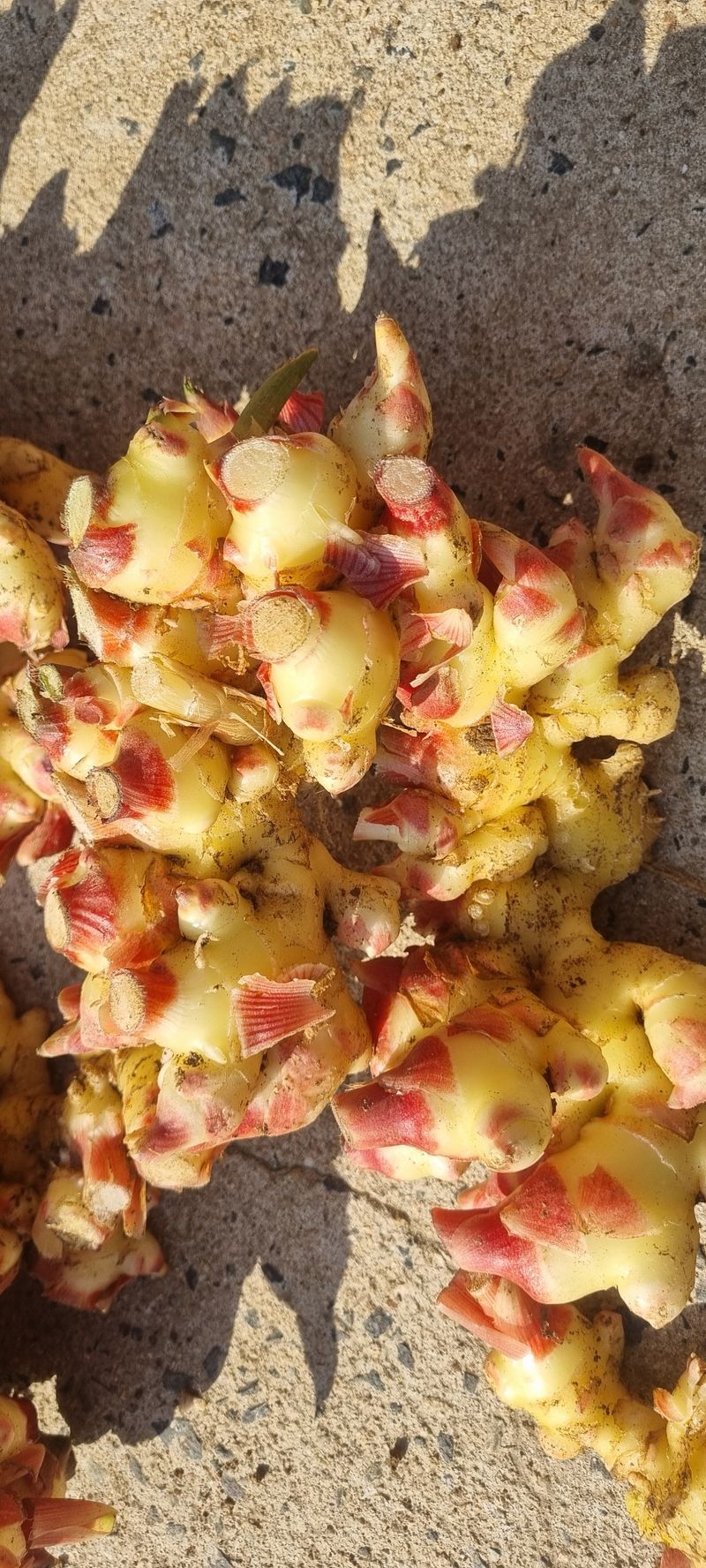 박사원농장님의 장터 판매 상품 [생강 10kg] 첨부 사진