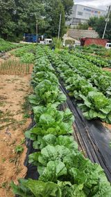 팜모닝 자유주제·자유게시판 게시글 이미지