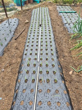 담디농원님의 자유주제 · 자유게시판 작성글 사진