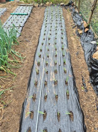 담디농원님의 자유주제 · 자유게시판 작성글 사진