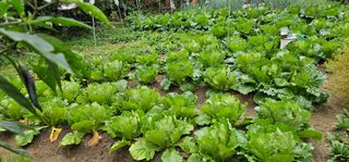 삼례텃밭지기님의 자유주제 · 자유게시판 작성글 사진