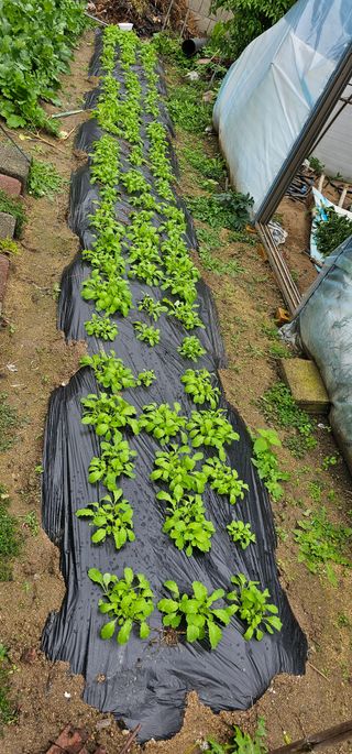삼례텃밭지기님의 자유주제 · 자유게시판 작성글 사진