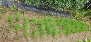 삼례텃밭지기님의 자유주제 · 자유게시판 작성글 사진