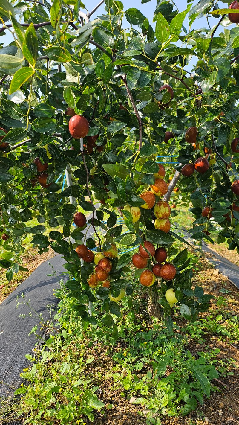 장터 상품 [사과대추 1Kg] 썸네일