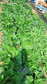 팜모닝 가을 농사 후 토양 어떻게 관리하세요?·참여글 게시글 이미지