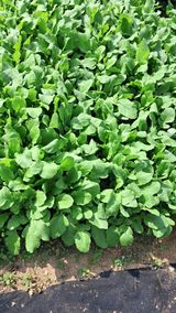 팜모닝 가을 농사 후 토양 어떻게 관리하세요?·참여글 게시글 이미지