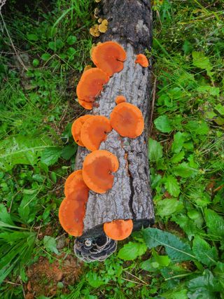 표고버섯10229님의 농사, 무엇이든 물어보세요! · 참여글 작성글 사진