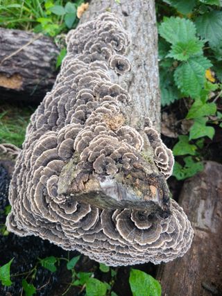 표고버섯10229님의 농사, 무엇이든 물어보세요! · 참여글 작성글 사진