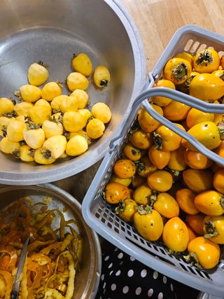 고사리.밤.육쪽마늘님의 감 · 영농일지 작성글 사진