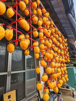 고사리.밤.육쪽마늘님의 감 · 영농일지 작성글 사진