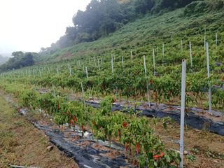 오영도님의 자유주제 · 자유게시판 작성글 사진