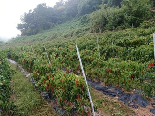 오영도님의 자유주제 · 자유게시판 작성글 사진