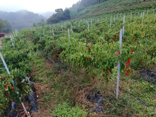 오영도님의 자유주제 · 자유게시판 작성글 사진
