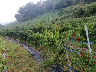오영도님의 자유주제 · 자유게시판 작성글 사진