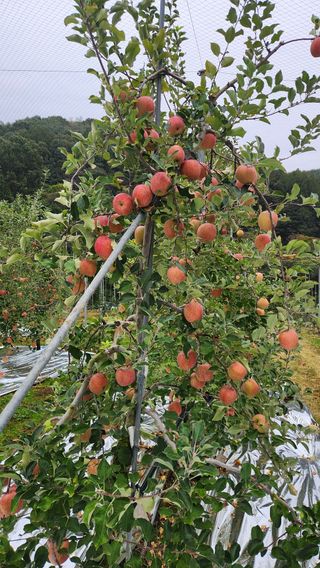 황금님의 자유주제 · 자유게시판 작성글 사진