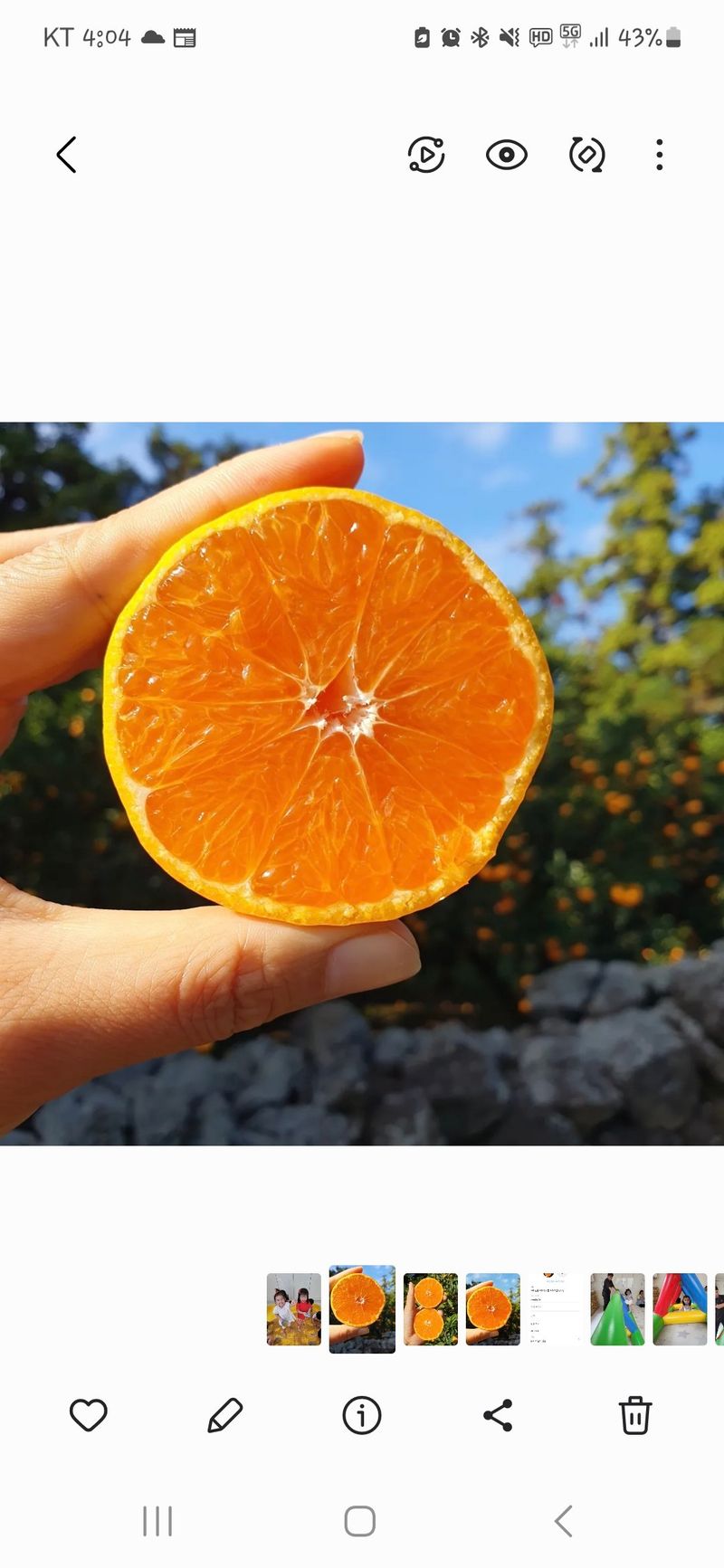 장터 상품 [제주감귤 조생감귤 대과 9kg] 썸네일