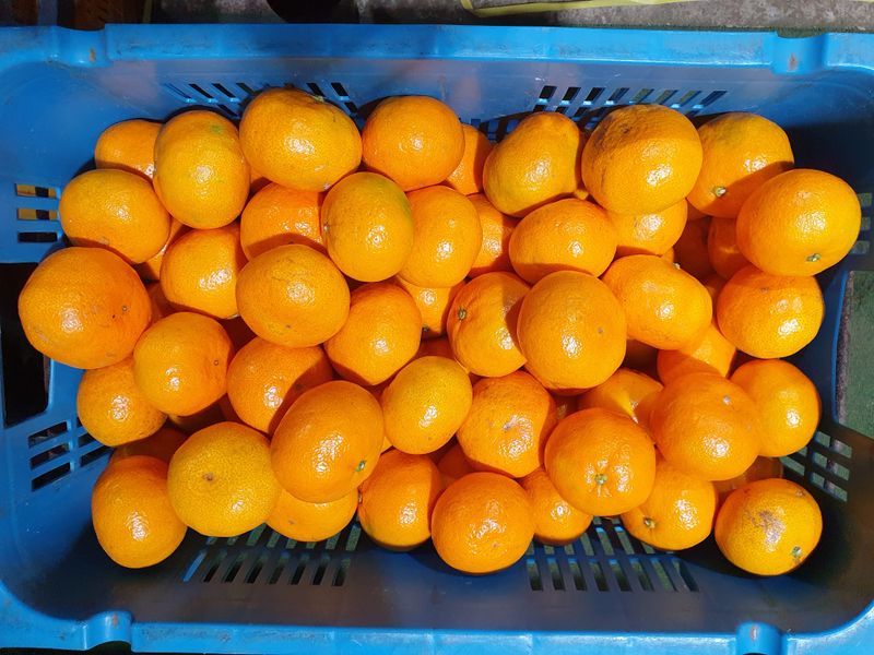 김미옥님의 장터 판매 상품 [제주감귤 조생감귤 대과 9kg] 첨부 사진