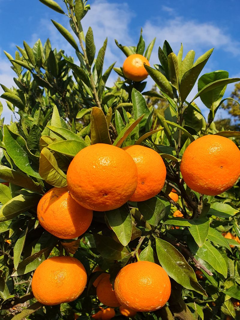 김미옥님의 장터 판매 상품 [제주감귤 조생감귤 대과 9kg] 첨부 사진