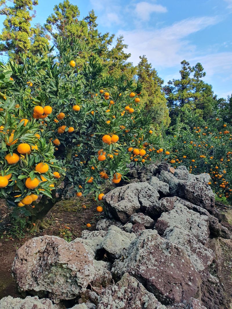 김미옥님의 장터 판매 상품 [제주감귤 조생감귤 대과 9kg] 첨부 사진