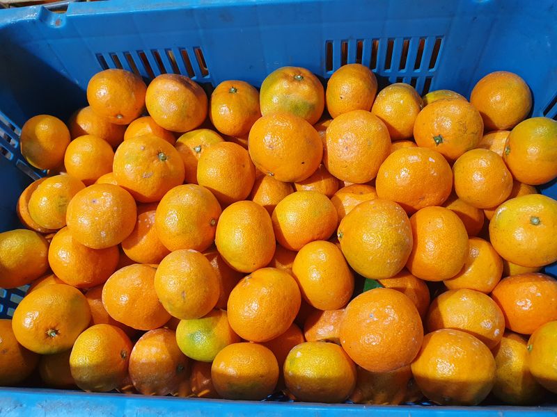 김미옥님의 장터 판매 상품 [제주감귤 조생감귤 대과 9kg] 첨부 사진