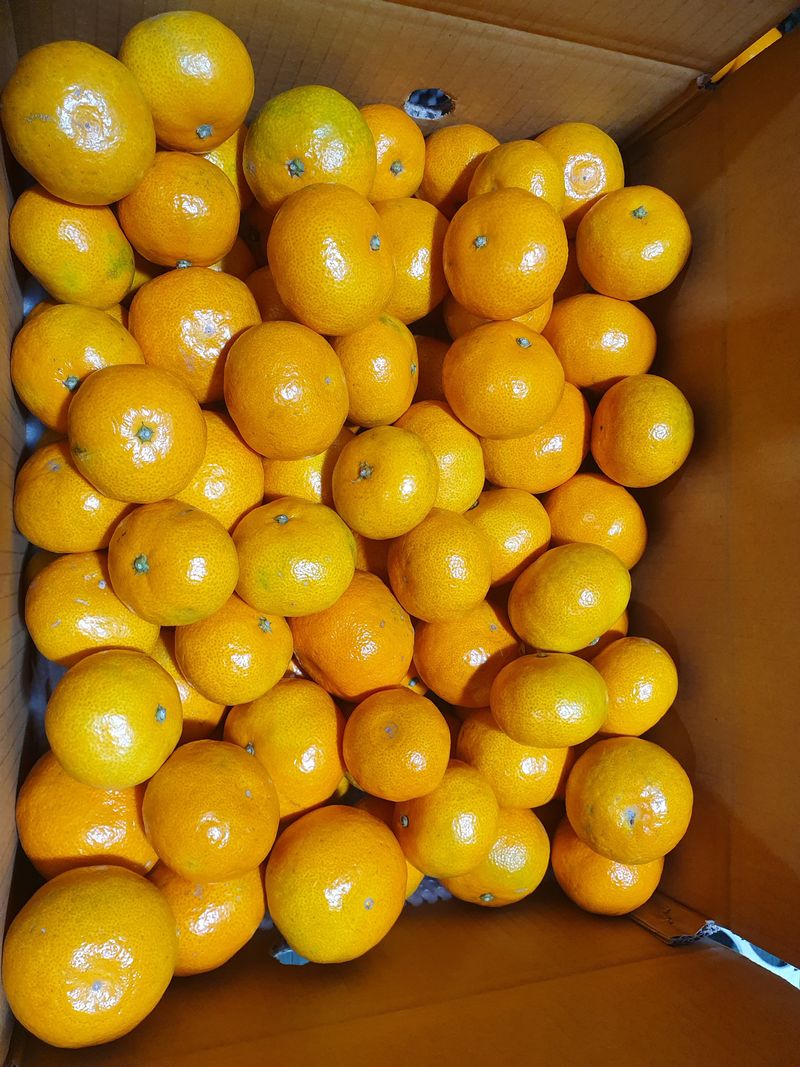 김미옥님의 장터 판매 상품 [제주감귤 조생감귤 대과 9kg] 첨부 사진