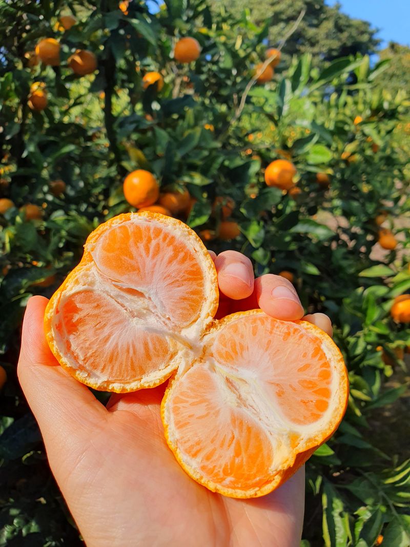 김미옥님의 장터 판매 상품 [제주감귤 조생감귤 대과 9kg] 첨부 사진