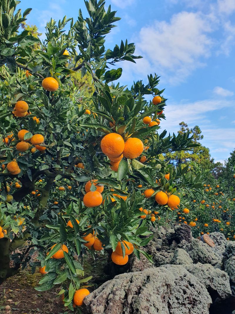 김미옥님의 장터 판매 상품 [제주감귤 조생감귤 대과 9kg] 첨부 사진