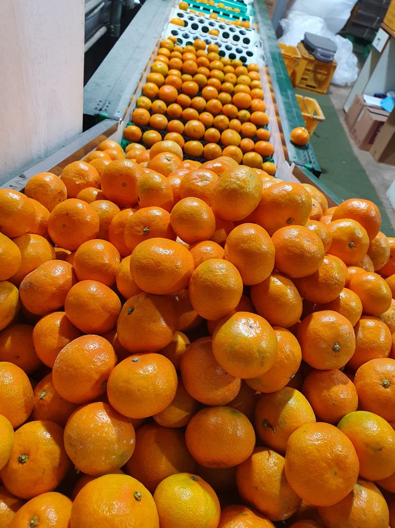 김미옥님의 장터 판매 상품 [제주감귤 조생감귤 대과 9kg] 첨부 사진