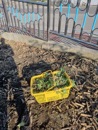 김용대님의 자유주제 · 자유게시판 작성글 사진