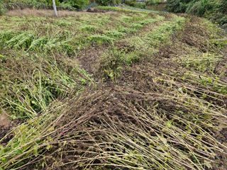 서화복님의 들깨 · 영농일지 작성글 사진