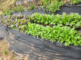 초원농원님의 양파 · 영농일지 작성글 사진