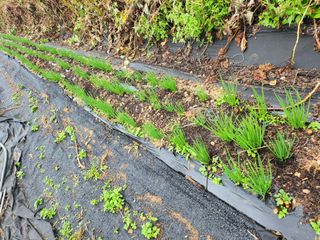 초원농원님의 양파 · 영농일지 작성글 사진